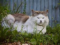 Финская kissa Финская kissa
