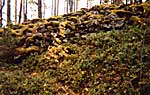 Линнавуори. Остатки древнего карельского городища <small>Сайт: www.trassa.narod.ru</small>