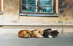 <small>Сайт: www.shoerick.spb.ru</small> <small>Фотоаппарат: Kodak Cameo, Minolta Dynax 5 + AF28-80D, Зенит E + Юпитер-37А</small>