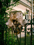 Бессилие? Усталость? Вампиризм? <small>Фотоаппарат: Concord Eye 3103</small>