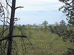 Вид на Сестрорецк с болота у озера Разлив

